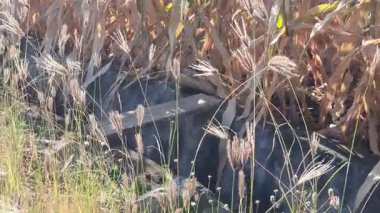 Tarlada küçük bir kuş