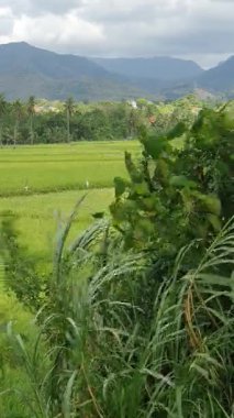 Yeşil yapraklar, pirinç tarlaları ve yeşil arazi 