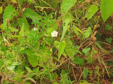 bir bitkinin yeşil yaprakları