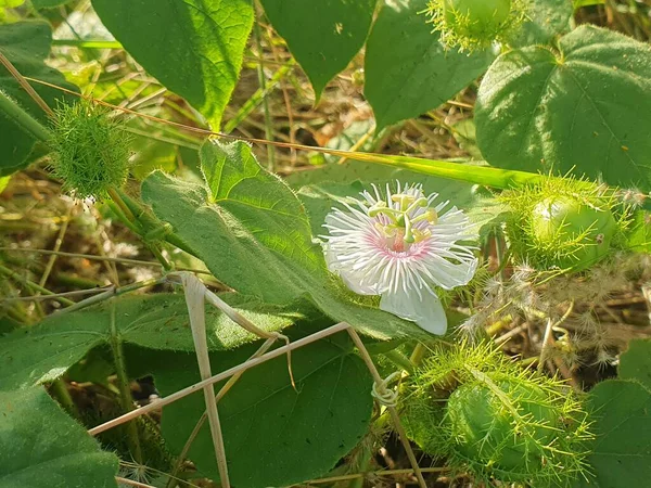Bahçede yeşil yapraklar