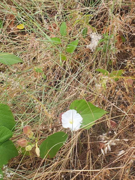 Bahçede beyaz çiçekler