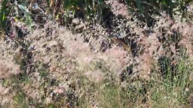 tarladaki kuru otlar