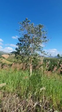 Güzel bir manzara Ağacı ve mavi gökyüzü