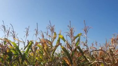 Sabah mısır tarlası