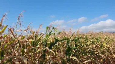 Kırsaldaki mısır tarlası