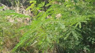 Bahçede yeşil yapraklar