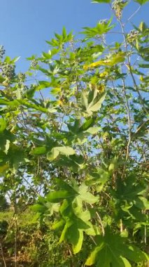 Ağaçtaki yeşil yapraklar