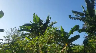 Bahçedeki ağacın yeşil yaprakları