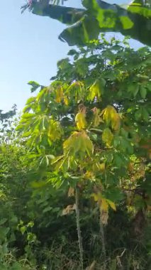 Bahçede yeşil yapraklar