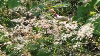 Gündüzleri büyüyen yabani çiçeklere yakın