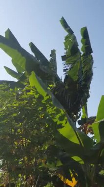 Gökyüzünün arka planında muz yaprağı.