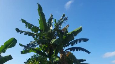 Mavi gökyüzü olan palmiye ağacı