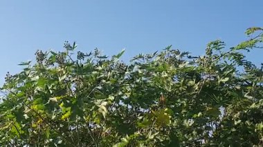 Parkın güzel manzarası