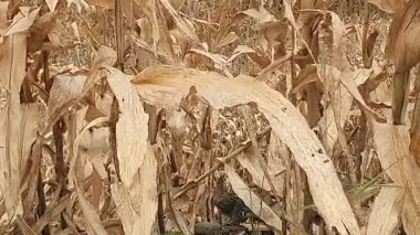 Kırsaldaki mısır tarlası