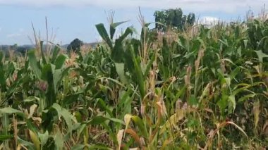 Yazın mısır tarlası, Flora
