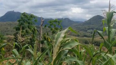 Dağlardaki mısır tarlası