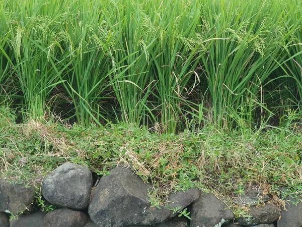 Sabah pirinç tarlası