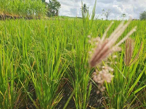 Kırsalda pirinç tarlası
