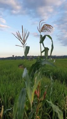 yeşil çimenler tarlada