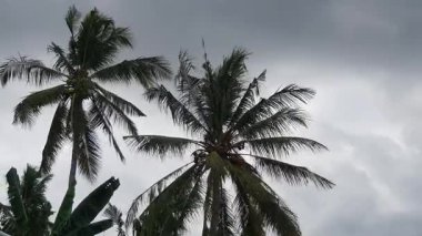 Ormanın güzel manzarası