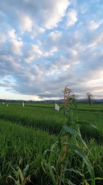 Sabah pirinç tarlası