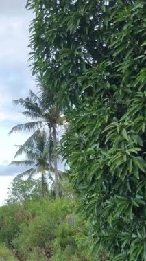 Sulawesi adasındaki bahçede palmiye ağacı 