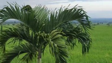 Bahçedeki yeşil palmiye