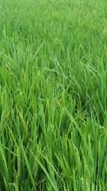 yeşil çimenler tarlada