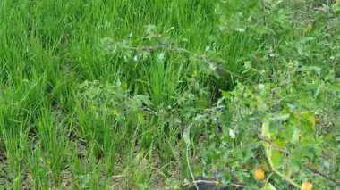 Ormanda yeşil yapraklar