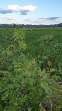 Yeşil ağaçlı bir tarım alanının dikey görüntüsü