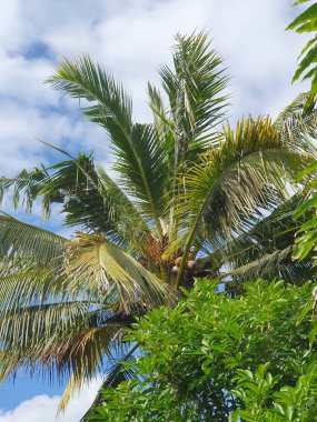 Mavi arkaplanı olan güzel tropikal palmiye ağaçları.