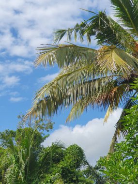 Köyde palmiye ağaçları 