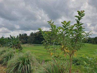 Köyde yeşil ağaçlar 