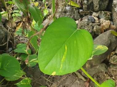 Bahçede yeşil yapraklar