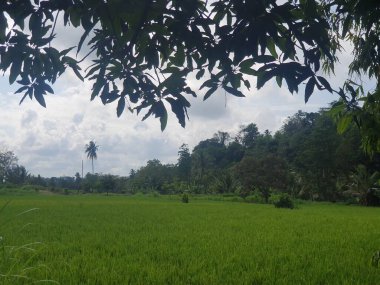 Güney Sulawesi, Endonezya 'daki yeşil pirinç tarlaları 