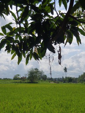 Kırsal manzarası çok güzel.