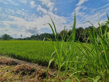 Mavi gökyüzü olan pirinç tarlası
