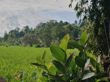 Öğleden sonra yeşil pirinç tarlası 