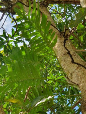 Bahçedeki yeşil mango ağacı