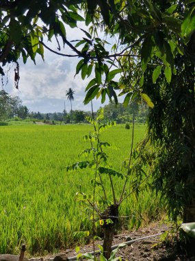 Büyük ağaçlı yeşil alan.