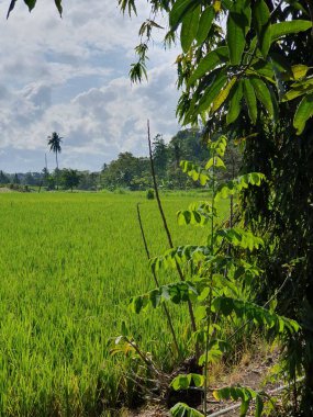 Kırsalda yeşil ağaçlı pirinç tarlası
