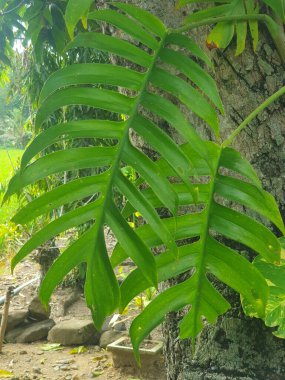Güzel botanik fotoğrafı, doğal duvar kağıdı.