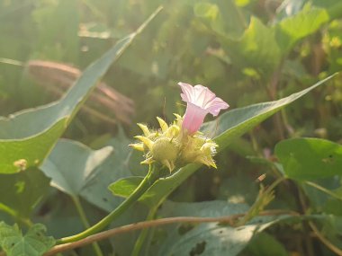 Güzel botanik fotoğrafı, doğal duvar kağıdı.
