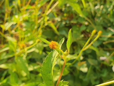yeşil yapraklar, bitkiler ve yapraklar