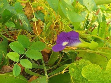 Bahçedeki güzel çiçekler