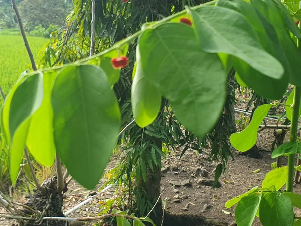 Bahçede yeşil yapraklar