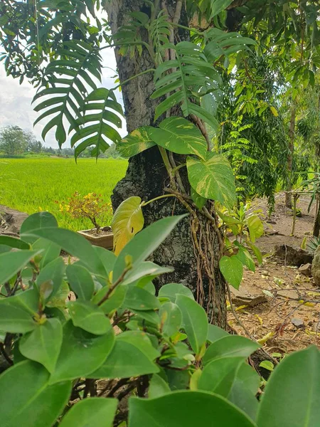 Köyün yeşil yaprakları 