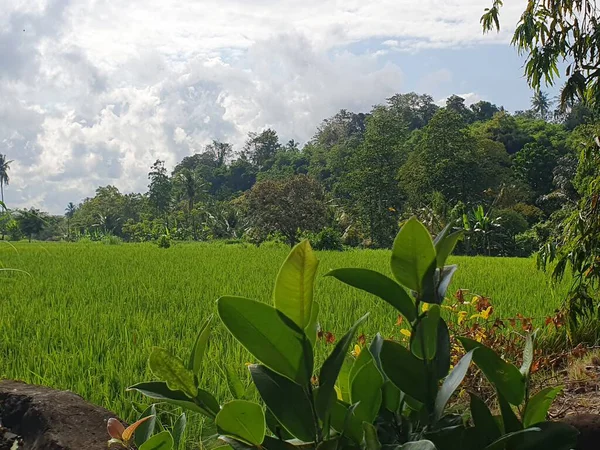 Köydeki pirinç tarlaları. 