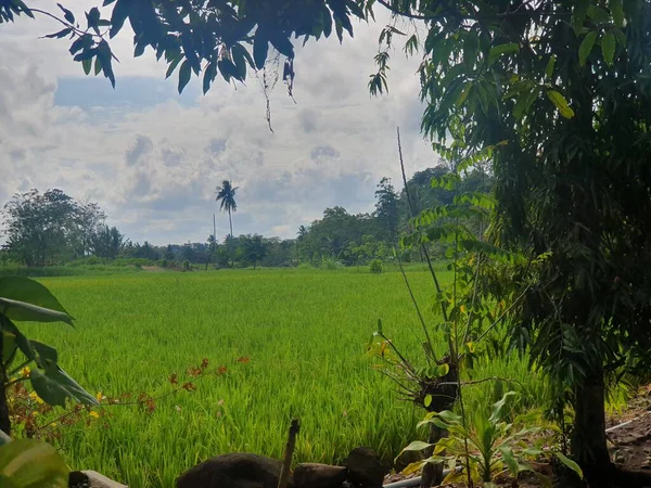 Ormanda yeşil ağaçlar