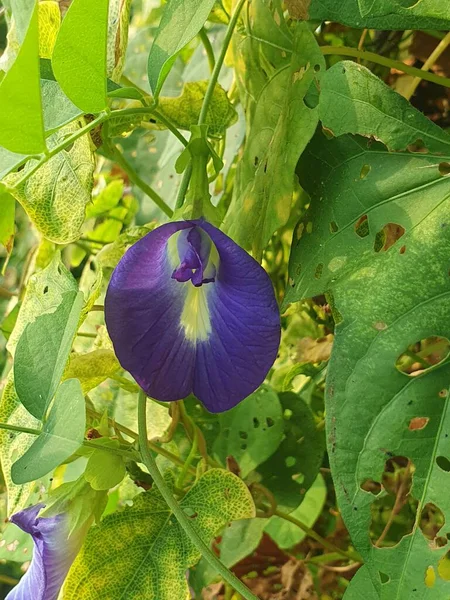 Güzel botanik fotoğrafı, doğal duvar kağıdı.